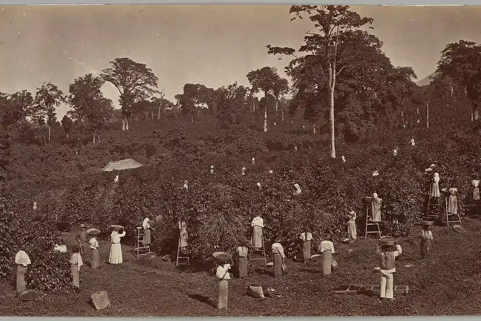 Cosecha de café en la finca