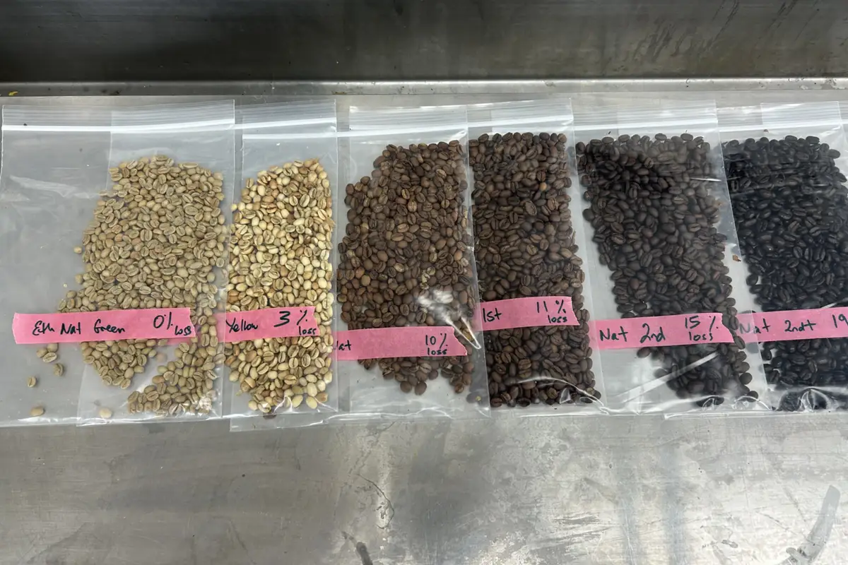 Muestras de café con distintos niveles de tueste