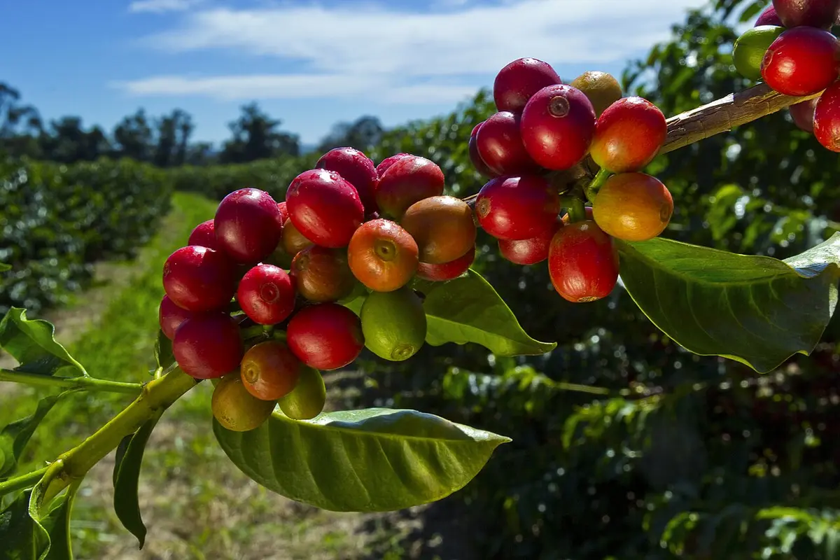 Cosecha de café en la finca