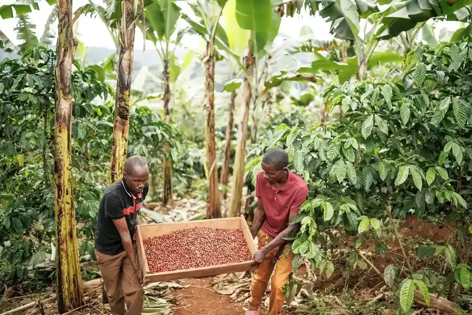 Cosecha de café en la finca