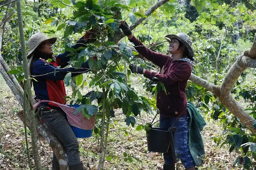 Cosecha de café en la finca