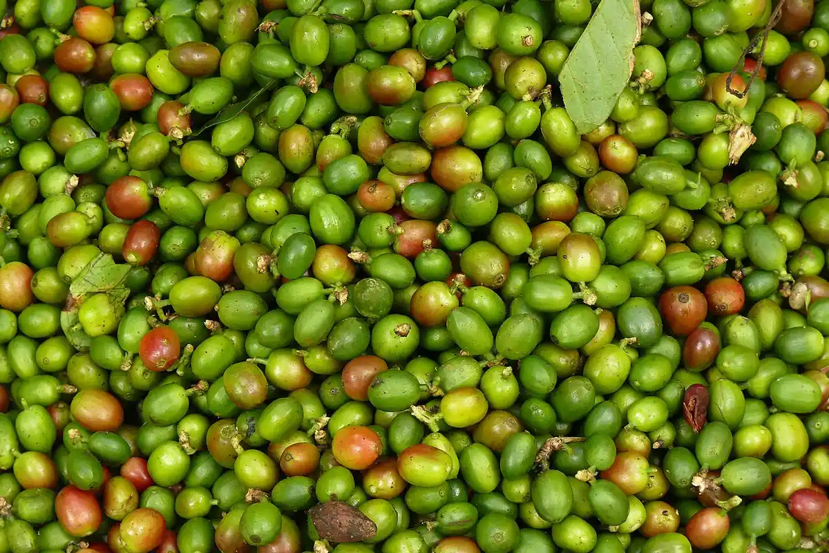 Cerezas de café recién cosechadas en la finca